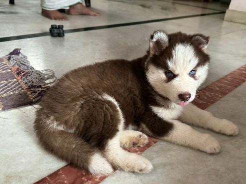 Siberian Husky – husky for sale