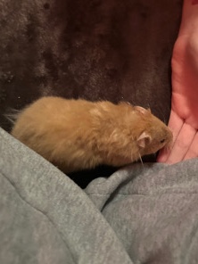 Any – Long Haired Syrian Hamster