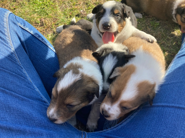 Rough Collie – Collie/Blue Heeler Puppies