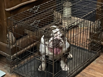 Olde English Bulldogge – English bulldog – Spring