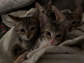 2-Month-Old Tabby Kittens – Friendly and Active