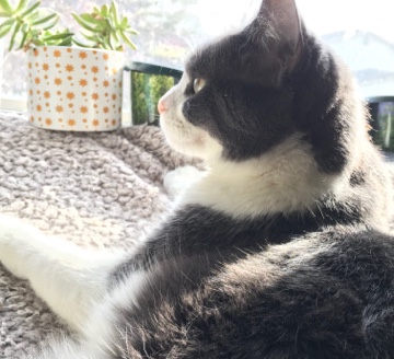 FREE grey / white cat <3