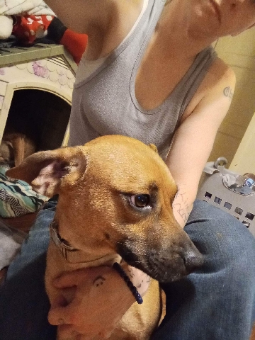 Boxer – A Few Dogs
