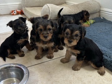 Yorkshire Terrier – Yorkie Puppies Looking for Loving Homes