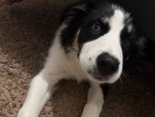 Labrador Husky – Meet Oreo , Sweet, Playful Dog Needing a Loving Home – Carmichael