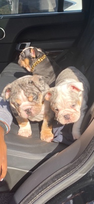 Bulldog – ALC Registered English Bulldog Puppies