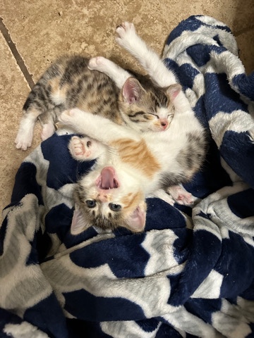 kitten