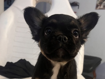 French Bulldog – freachie grinchie puppy – Phoenix
