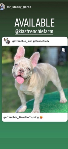 petshome%2Fadverts%2FCrDCgYOT3W5qjurcFOLR%2Fmain image