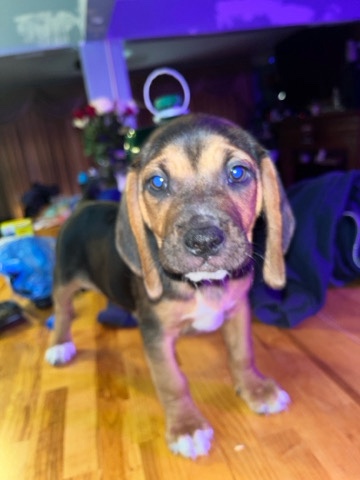 pug&beagle puppies