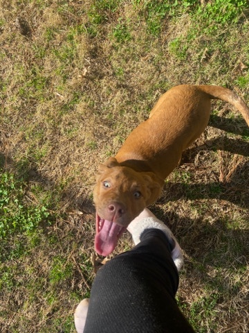 American Pit Bull Terrier – tan lab/pit