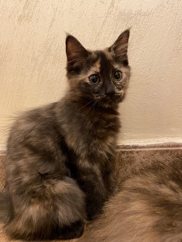 a black grey and beige kitten