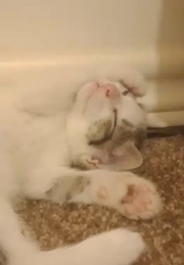 American Curl – Baby Kitten!