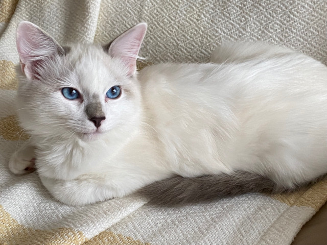 Ragdoll – purebred Ragdoll boy