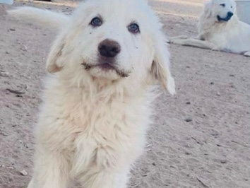 Great Pyrenees Puppies – Friendly & Farm-Ready!