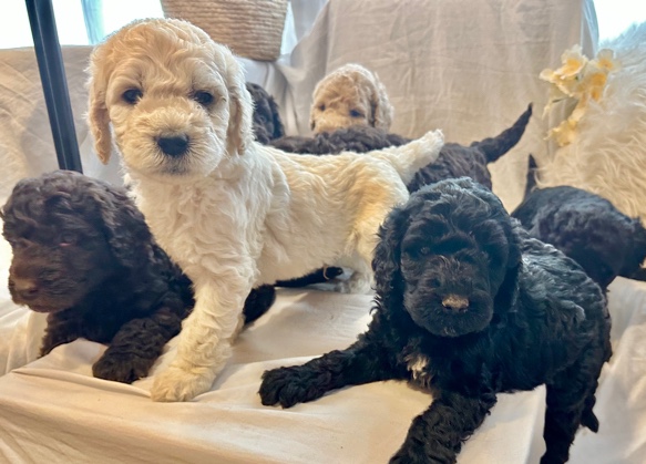 Poodle – standard poodles