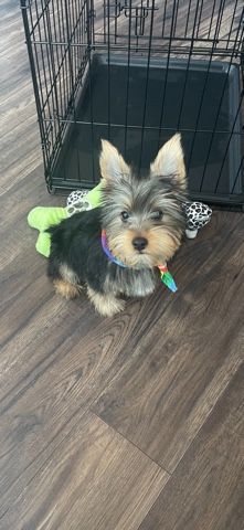 Australian Silky Terrier – 16 week old silky terrier