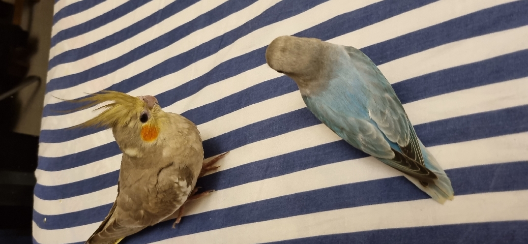 Cockatiel – Birds