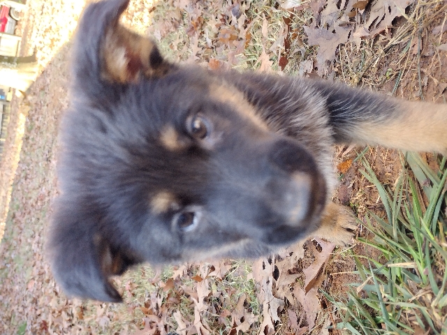 German Shepherd – German shepherd