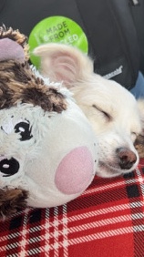 Maltese – 9month old multi-Pooh