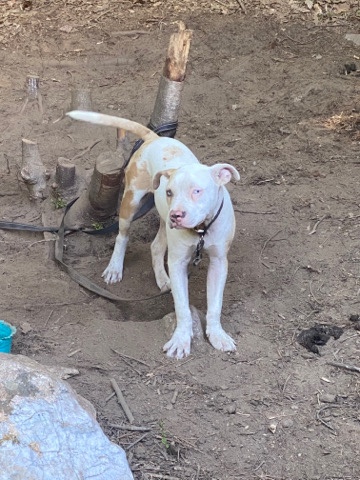 American Pit Bull Terrier – tri merle bully puppy