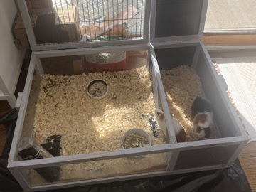 Guinea Pig – two guinea pigs &cage& supplies – Ashburn