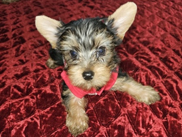Yorkshire Terrier – Yorkshire terrier puppies