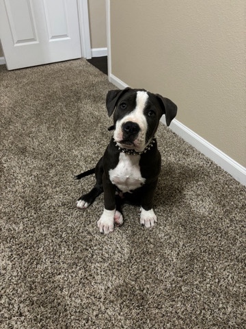 American Pit Bull Terrier – pitbull pup