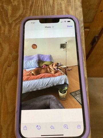 Bullmastiff – bravo the dog is searching for his forever home
