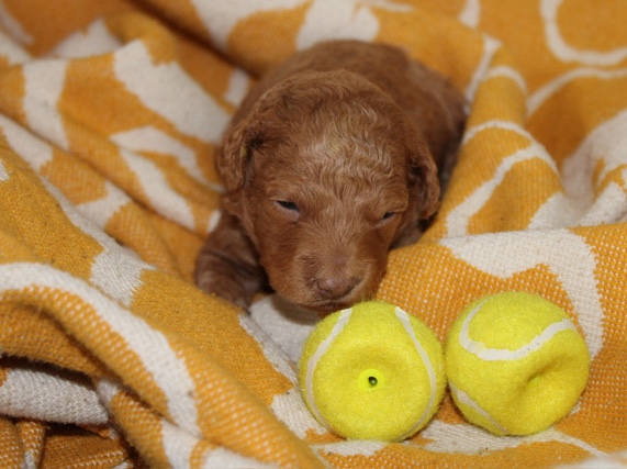 Poodle – Miniature Poodle. – Woburn
