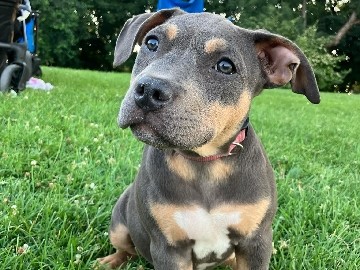 American Pit Bull Terrier β Rehoming