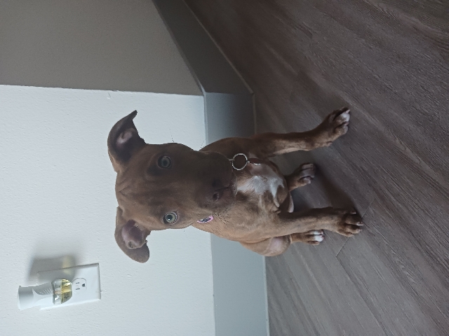 American Pit Bull Terrier – Brindle Pit Mix