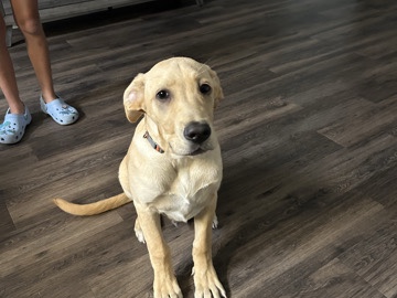 Labrador Retriever – need to rehome puppy – Tampa