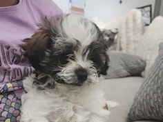 Shih Tzu – puppy for sale! – Denver