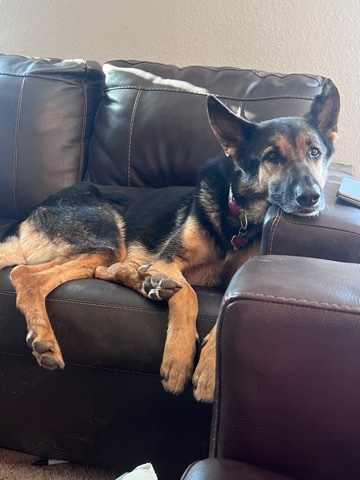 German Shepherd – German Shepherd