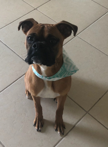 Boxer – Rehoming Boxer