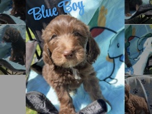 Goldendoodle – Golden Doodles – Brandon