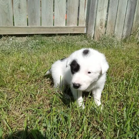 Border Collie – Border collie puppies for sale