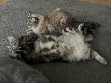 British Shorthair – 2 Brüderchen Bkh Perser Mix – Neuss