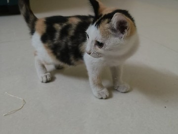 Adorable Kitten Looking for a Loving Home – Pune