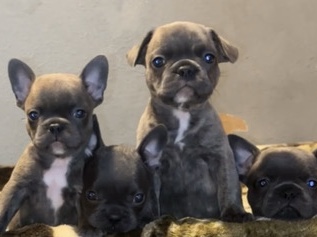 French Bulldog – Frenchies – Yakima
