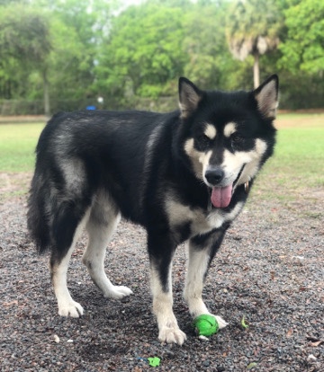 Alaskan Malamute – Pure Breed Alaskan Malamute