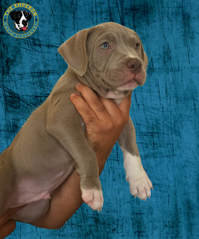 The Best quality of American Bully Puppies