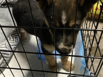 German Shepherd – baby puppy – Moreno Valley