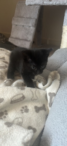 4x kittens