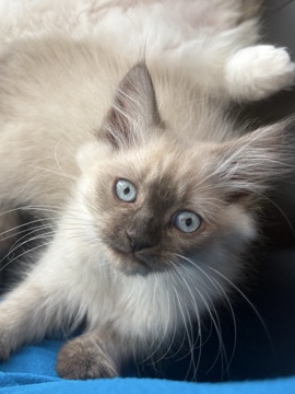 Himalayan – Cocoa Seal Point Himalayan – Woodbridge