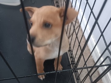 Free Puppies – Eloy