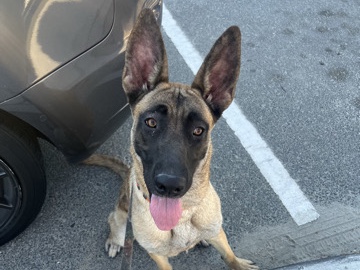 Belgian Shepherd Dog (Malinois) – Belgian Malinois – Huntington Beach