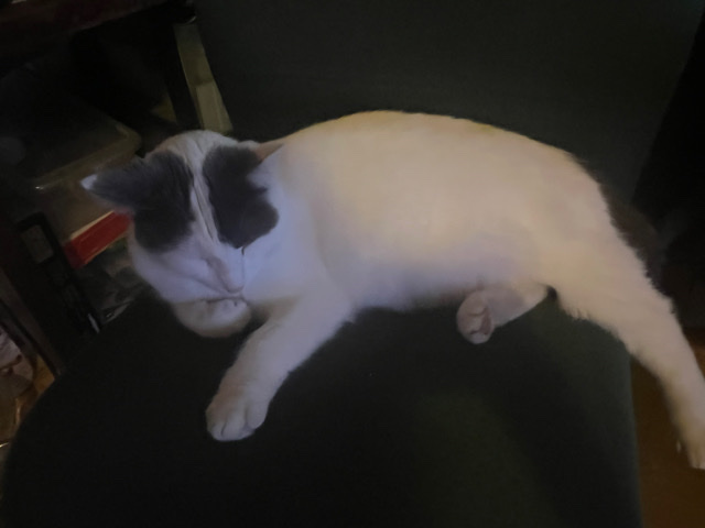Cat - black and white