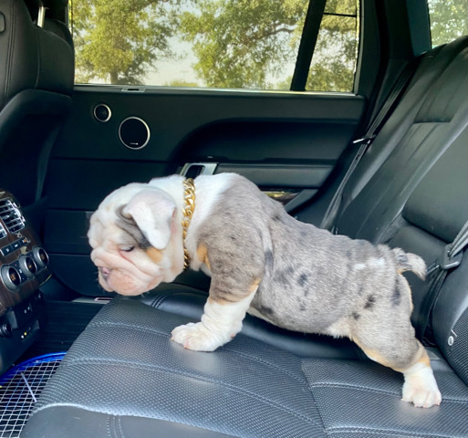 Bulldog – AKC Registered English Bulldog Puppy